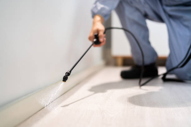 Licensed Rodent Control service in Santa Rosa Valley, CA - Nex Pest Control